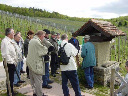 Der Stadt-Weinberg